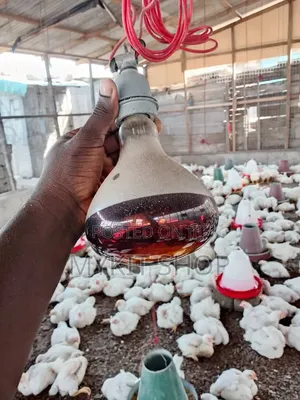 Brooder Heat E27 Lamp Holder