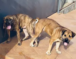 1+ year Male Purebred Boerboel
