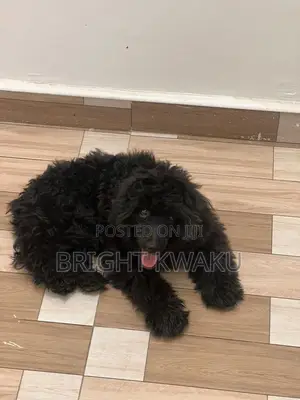 6-12 months Male Purebred Poodle