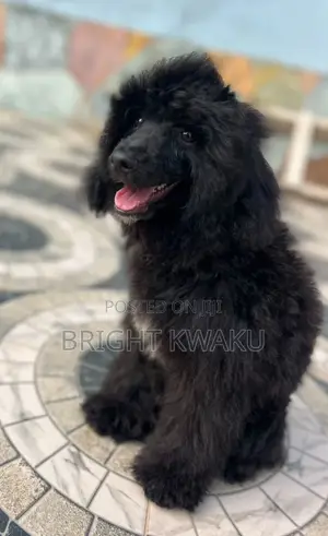 6-12 months Male Purebred Poodle
