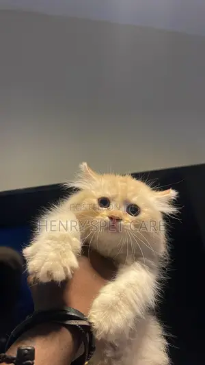 1-3 months Male Purebred Persian