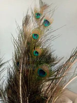 Natural Peacock Features Available
