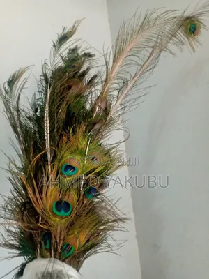Natural Peacock Features Available