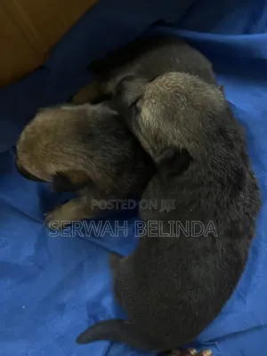 0-1 month Male Purebred German Shepherd