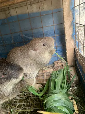 Grasscutters for Sale