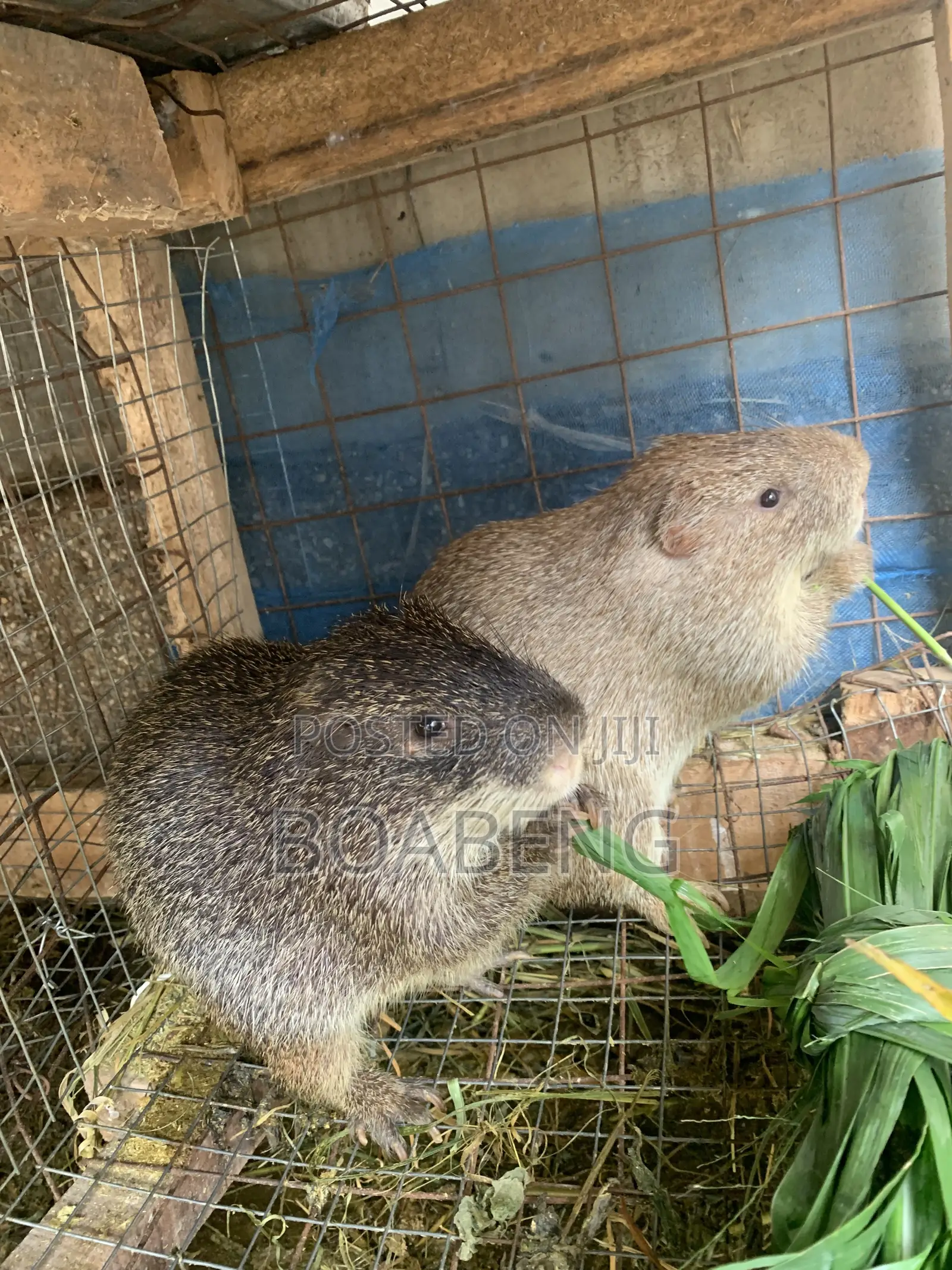 Grasscutters for Sale