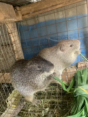 Grasscutters for Sale