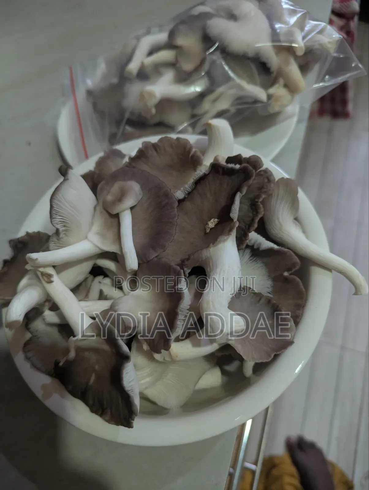 Organic Oyster Mushrooms