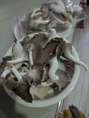 Organic Oyster Mushrooms