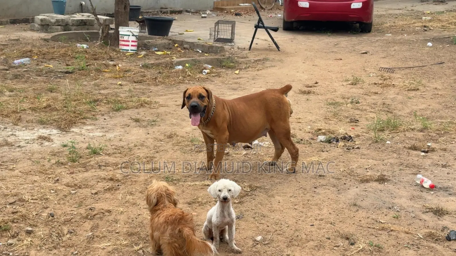 1+ year Female Purebred Boerboel
