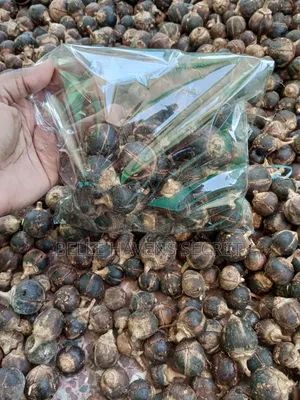 Gorontula Fruit