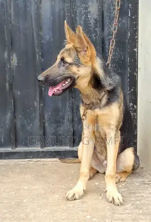 3-6 months Male Purebred German Shepherd