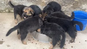 1-3 months Female Purebred German Shepherd