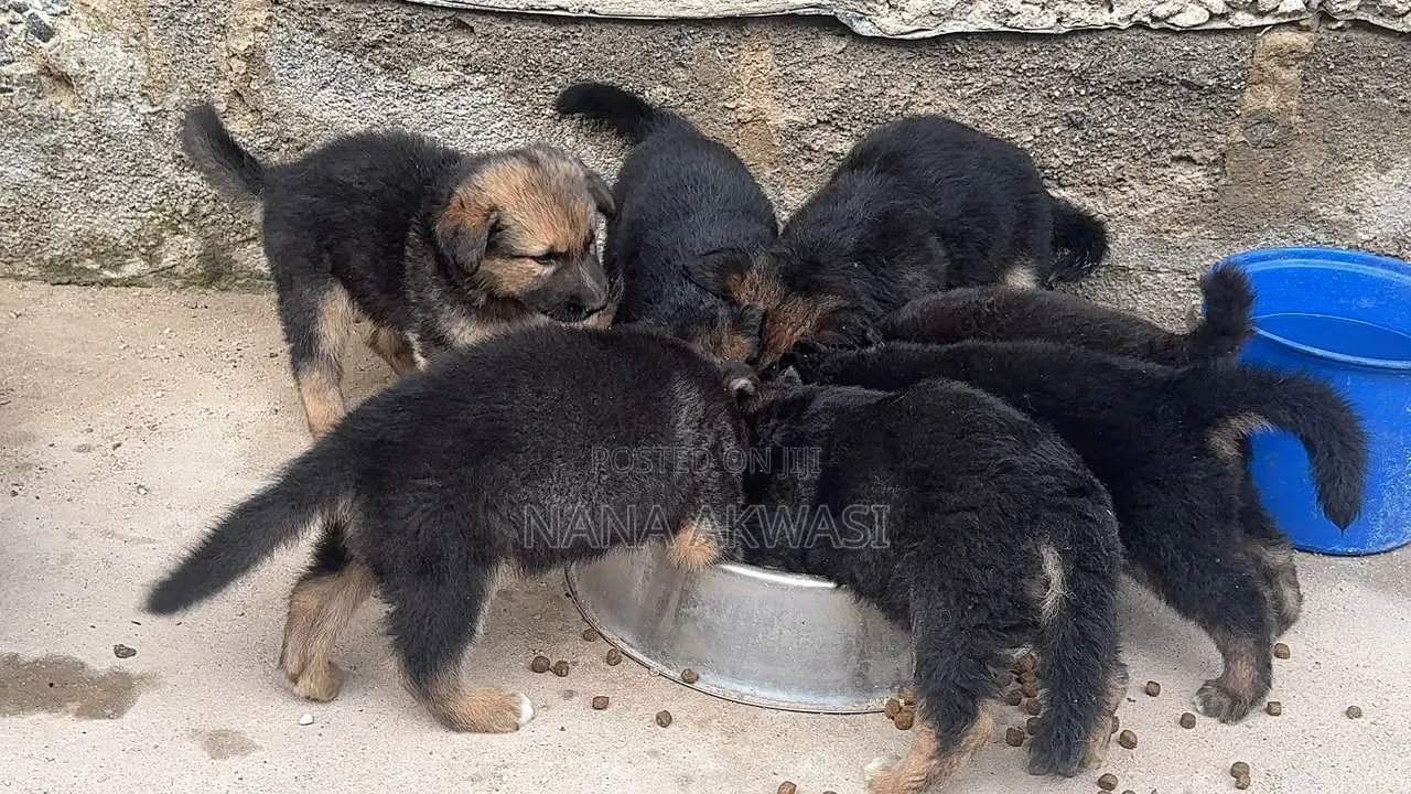 1-3 months Female Purebred German Shepherd