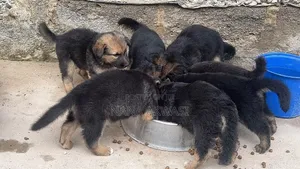 1-3 months Female Purebred German Shepherd