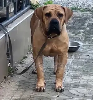 1+ year Female Purebred Boerboel