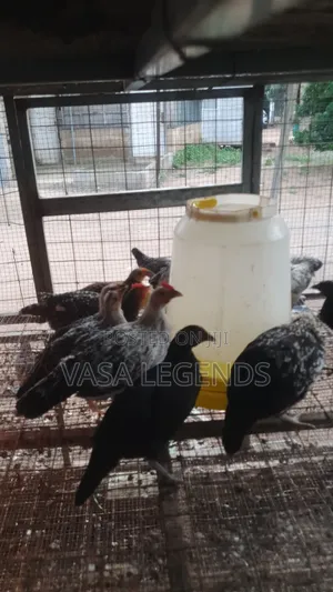 3 Months Old Local Fowl