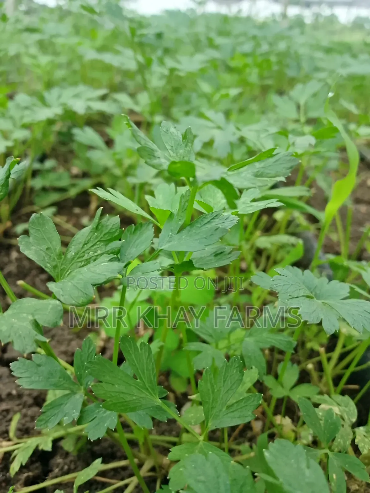 Fresh Parsley Fresh From Farm (40g)