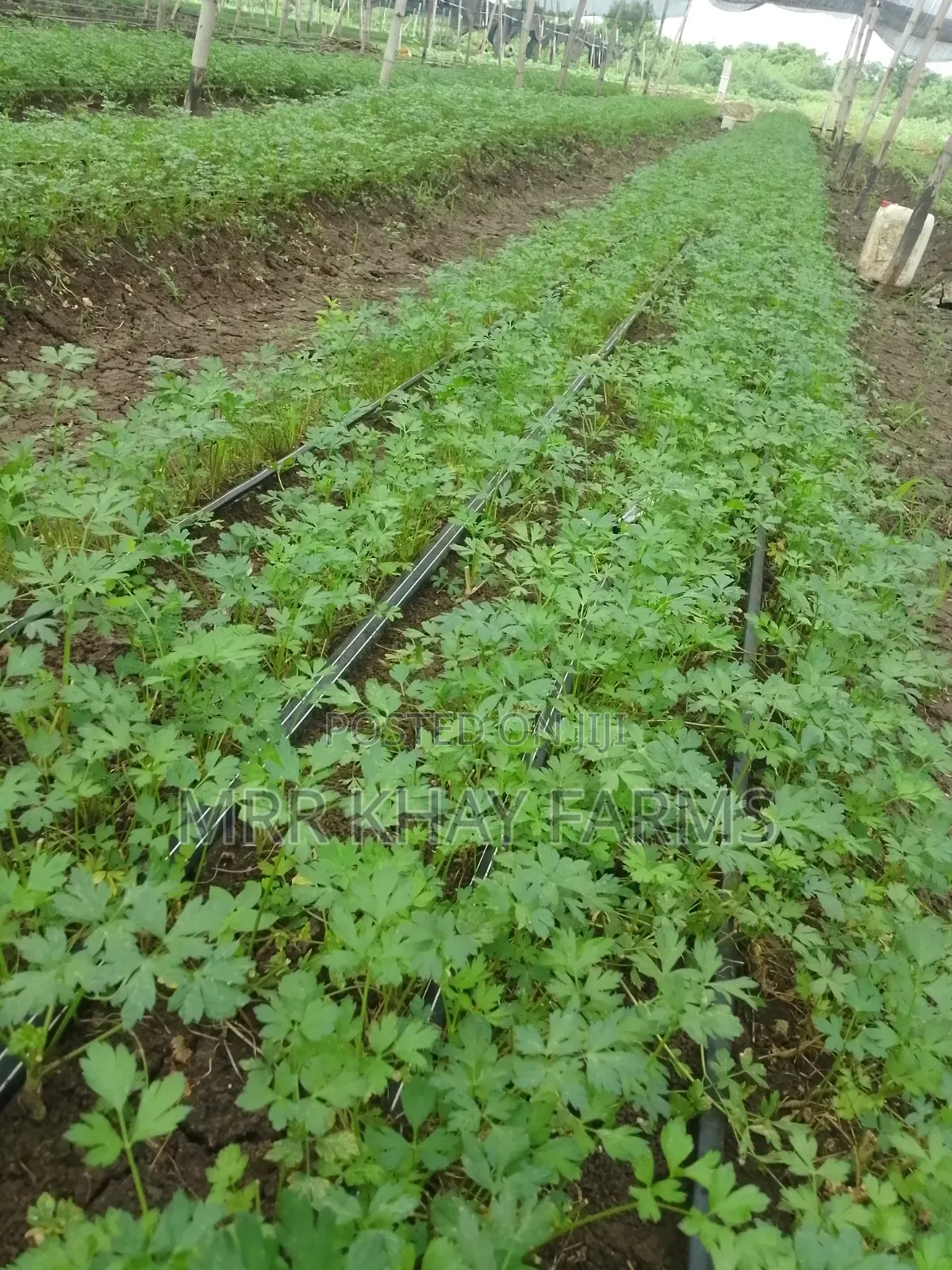 Fresh Parsley Fresh From Farm (40g)