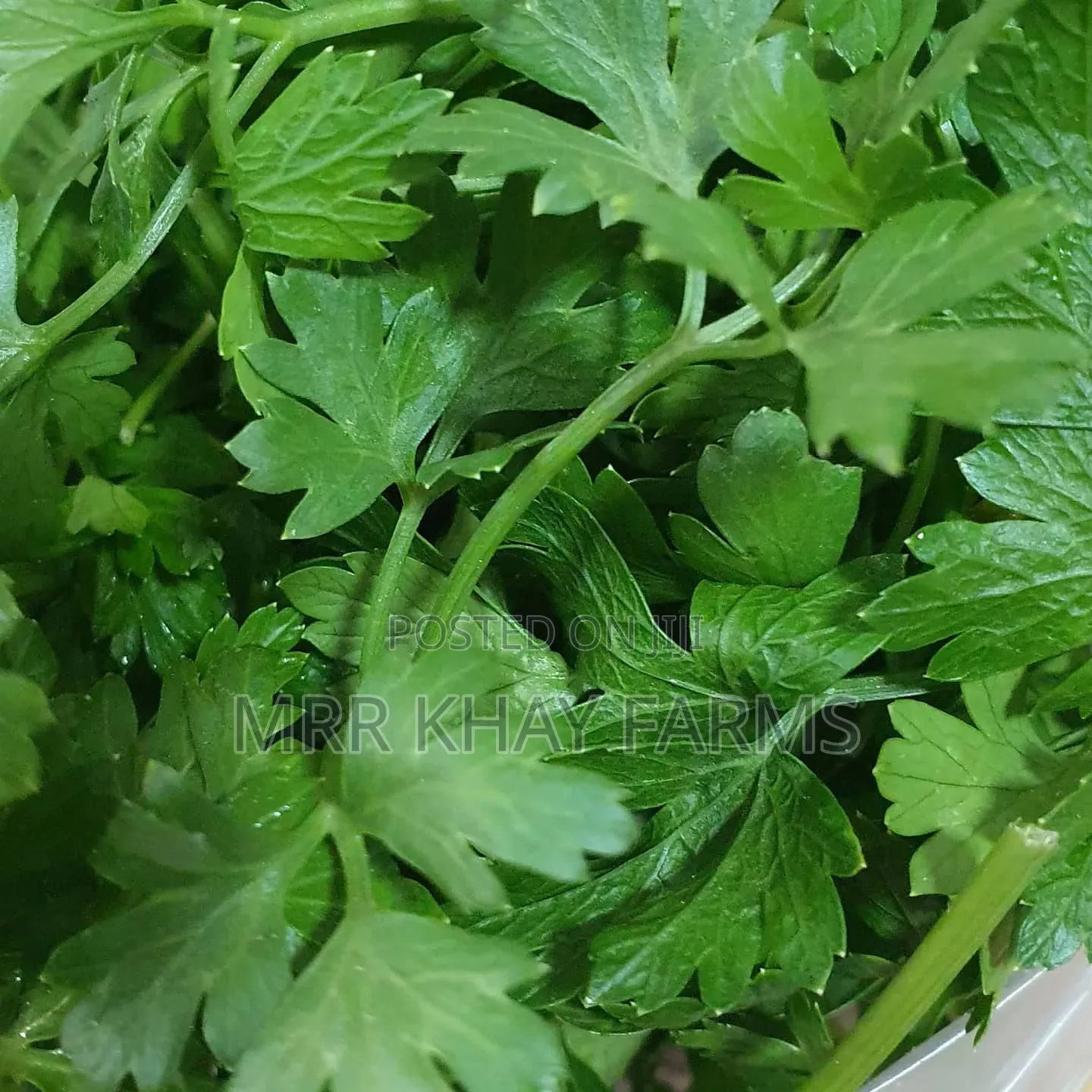Fresh Parsley Fresh From Farm (40g)