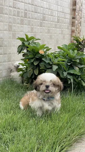 1-3 months Male Purebred Shih Tzu