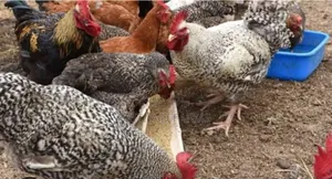 Pritiyad Local Chicken
