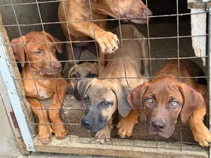 3-6 months Male Purebred Boerboel
