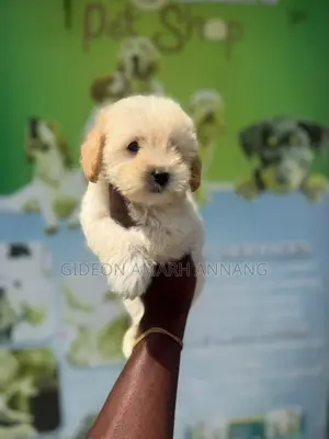 1-3 months Male Purebred Maltipoo