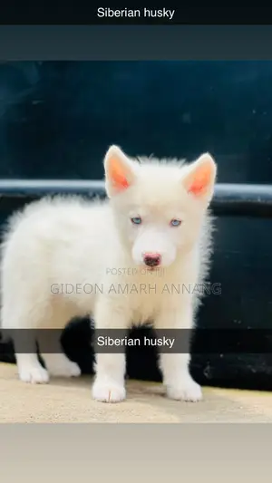 3-6 months Male Purebred Siberian Husky