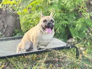 6-12 months Male Purebred French Bulldog