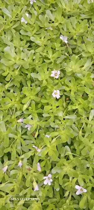 Brahmi / Water Hyssop or Bacopa Monnieri
