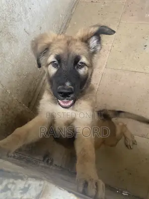 1-3 months Female Purebred German Shepherd