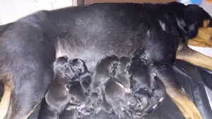 0-1 month Male Mixed Breed Rottweiler
