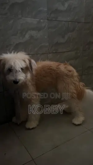6-12 months Male Purebred Poodle