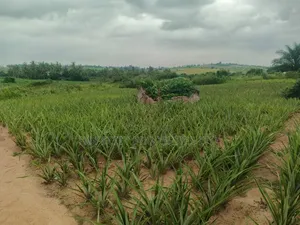 Environment Friendly Land for Sale