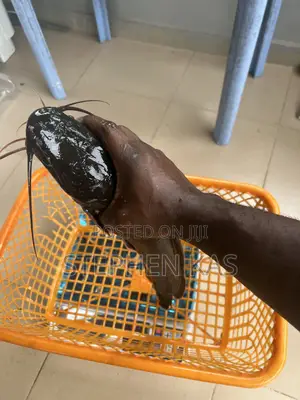 Full Catfish