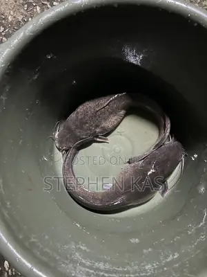 Full Catfish