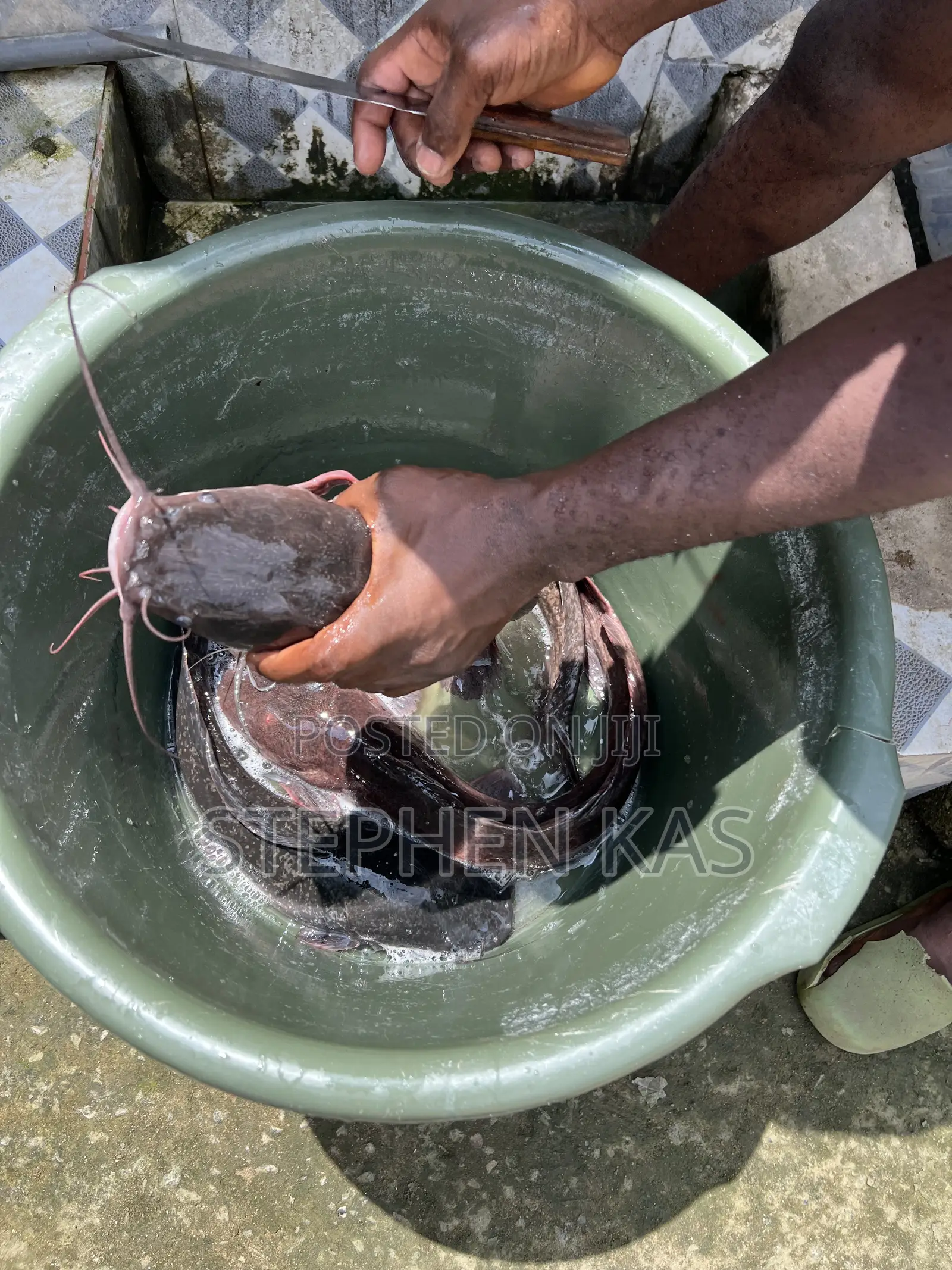 Full Catfish