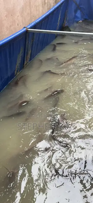 Full Catfish