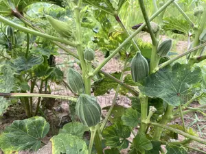 Togolese Dabo Okro(Abelmoscus Esculentus)