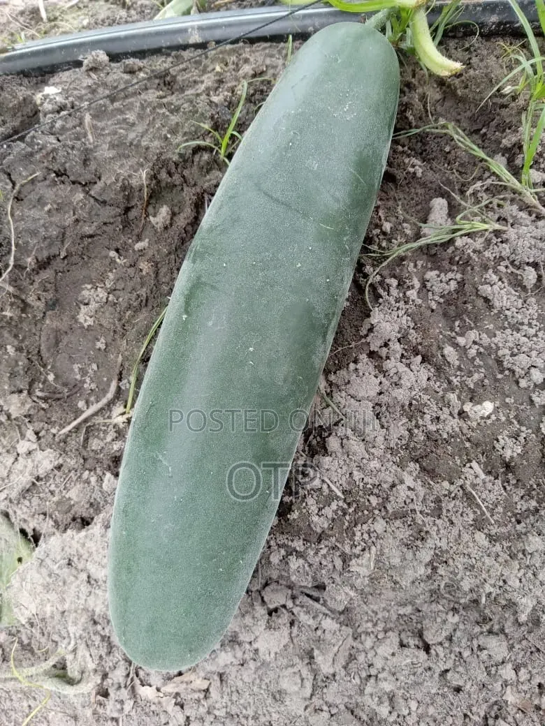 Fresh, Farm-Direct Cucumbers – Crisp Ready for Market!