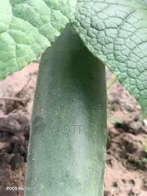 Fresh, Farm-Direct Cucumbers – Crisp Ready for Market!