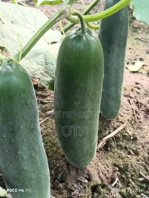 Fresh, Farm-Direct Cucumbers – Crisp Ready for Market!