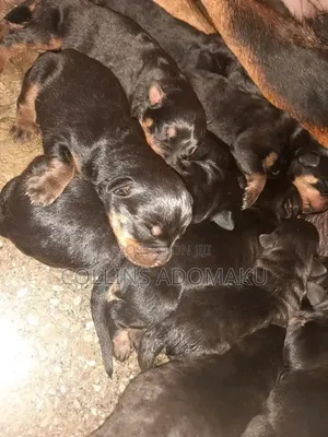 0-1 month Female Purebred Rottweiler