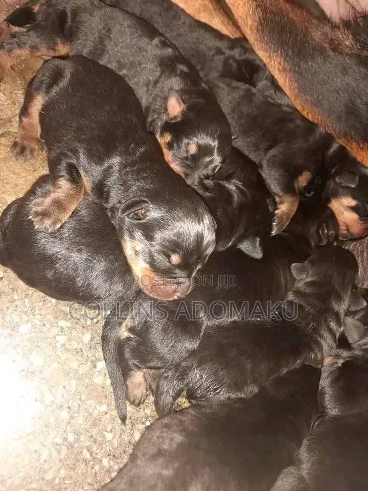 0-1 month Female Purebred Rottweiler