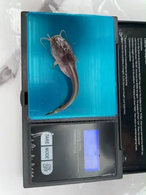 Catfish Fingerlings/ Juveniles