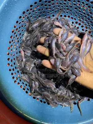 Catfish Fingerlings/ Juveniles