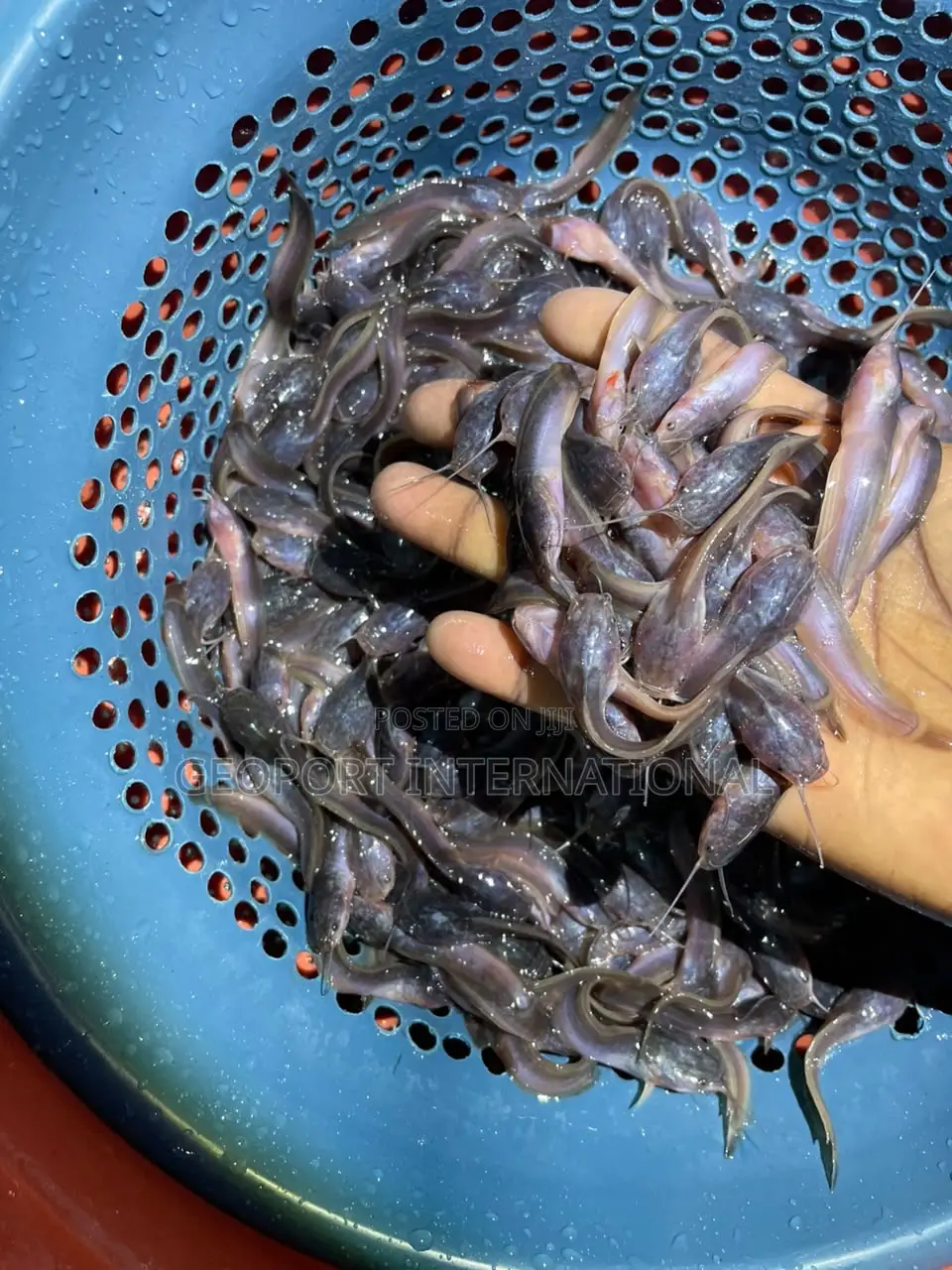 Catfish Fingerlings/ Juveniles