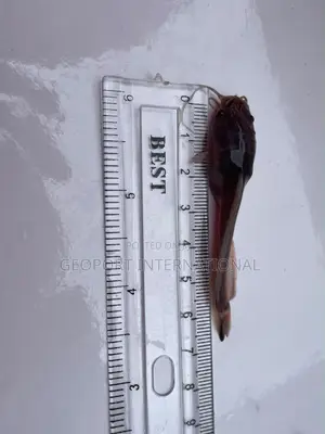 Catfish Fingerlings/ Juveniles