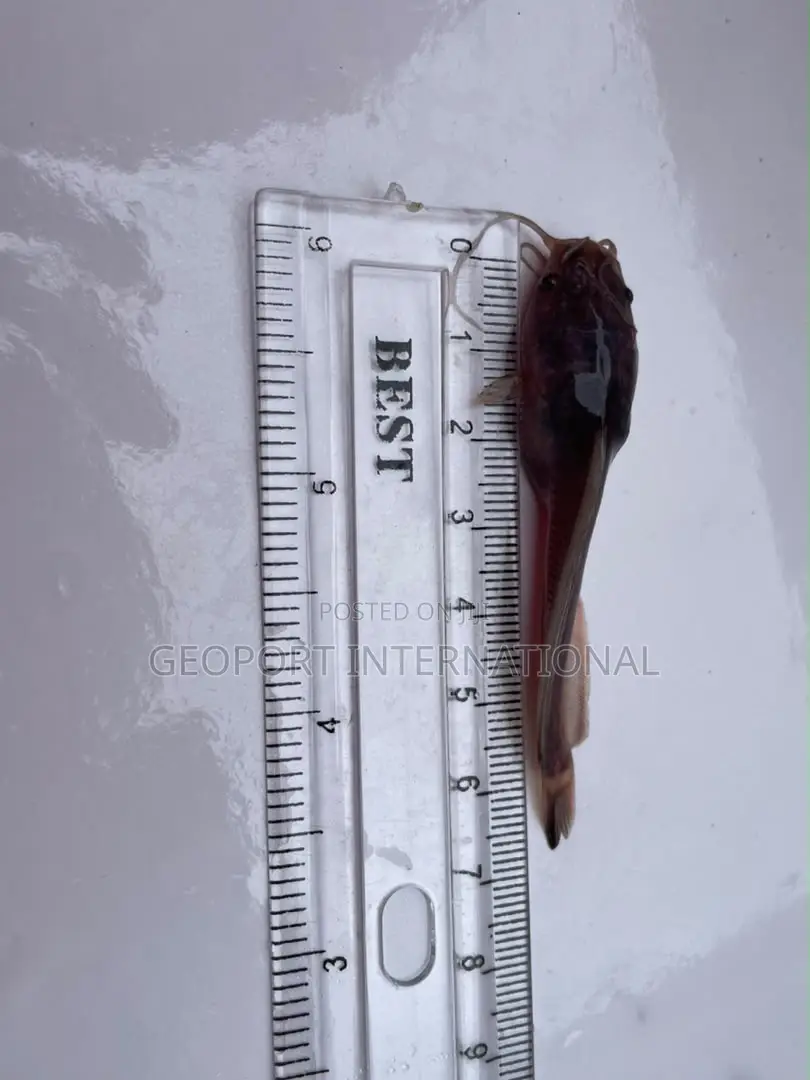 Catfish Fingerlings/ Juveniles